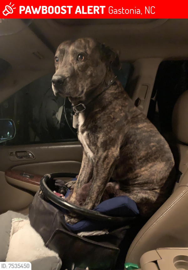Gastonia, NC Lost Male Dog, Max Is Missing PawBoost
