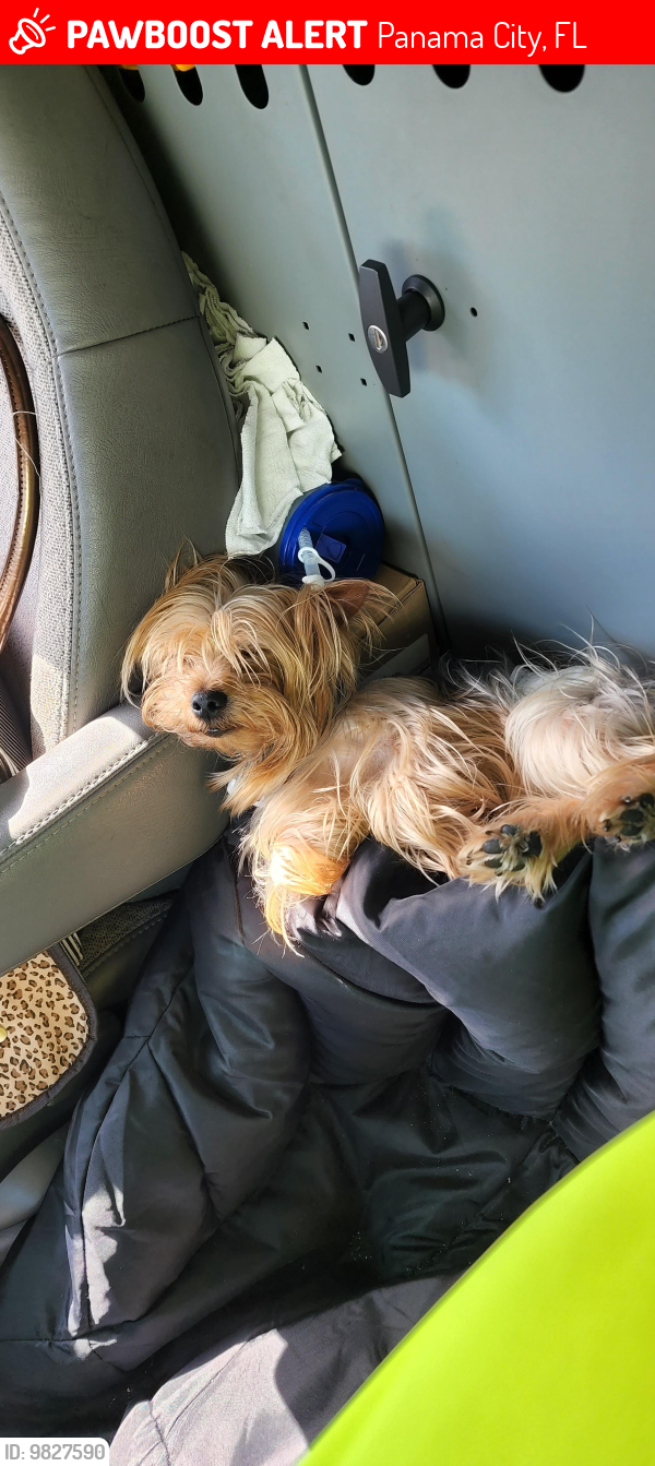 Lost Male Dog last seen MLK & E 10th Street, Panama City, FL 32401