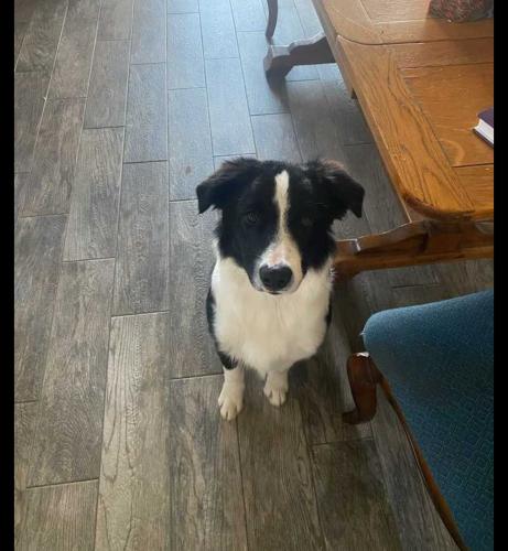 Lost Male Dog last seen Baker St, Custer, Lucerne Valley, CA 92356