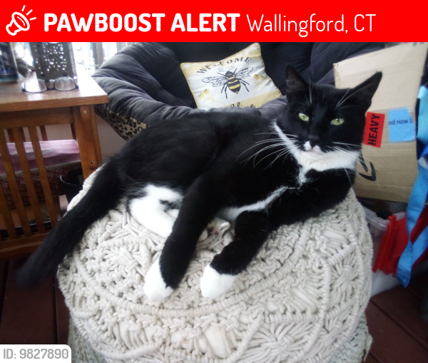 Lost Male Cat last seen Main st, Wallingford, CT 06492