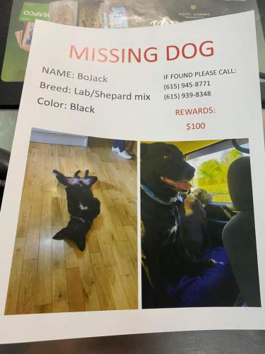 Lost Male Dog last seen TVA Davidson substation, Nashville, TN 37221