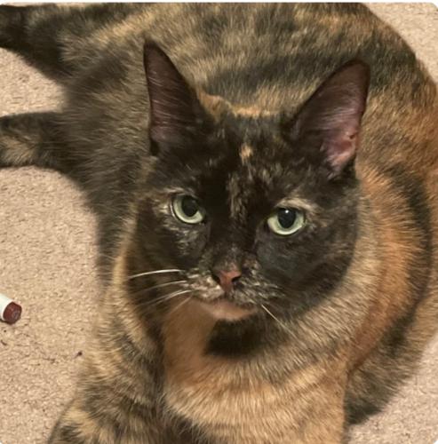 Lost Female Cat last seen Arbor Forest Dr and Shady Grove Rd, North Potomac, MD 20850