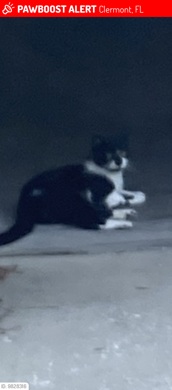 Lost Male Cat last seen Near and west side of Sugarloaf Mt. Rd., Clermont, FL 34715