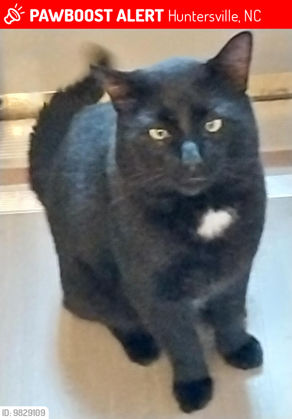 Lost Male Cat last seen Near Gibson Park Drive and Old Statesville Highway, Huntersville, NC 28078