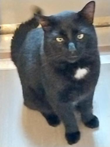 Lost Male Cat last seen Near Gibson Park Drive and Old Statesville Highway, Huntersville, NC 28078