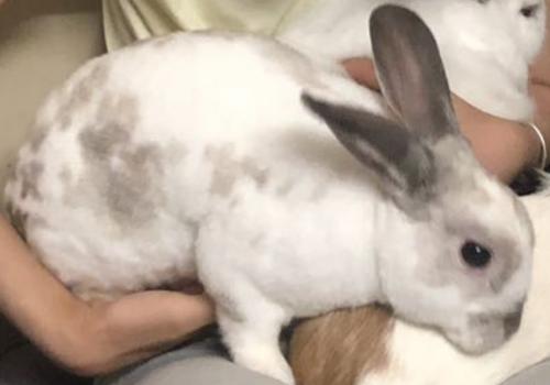 Lost Male Rabbit last seen highgate st and East 34th avenue, Vancouver, BC V5R
