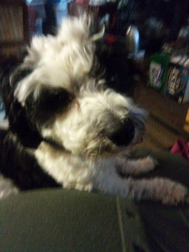 Lost Male Dog last seen Coldspring Rd and 35 th St. Greenfield WI 53221, Greenfield, WI 53221