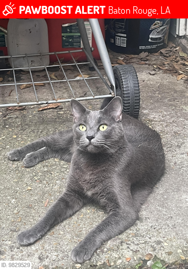 Lost Female Cat last seen Government St and Glenmore Ave, Baton Rouge, LA 70806