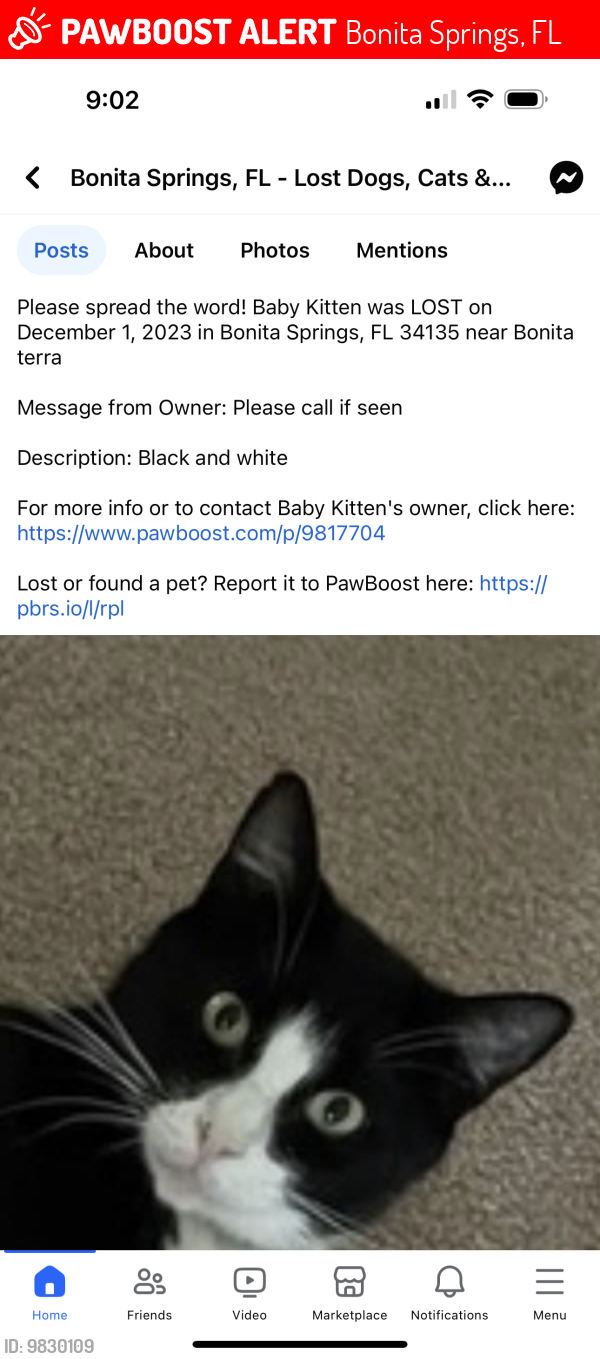 Lost Male Cat last seen Bonita Terra, Bonita Springs, FL 34135