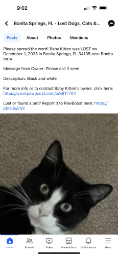 Lost Male Cat last seen Bonita Terra, Bonita Springs, FL 34135
