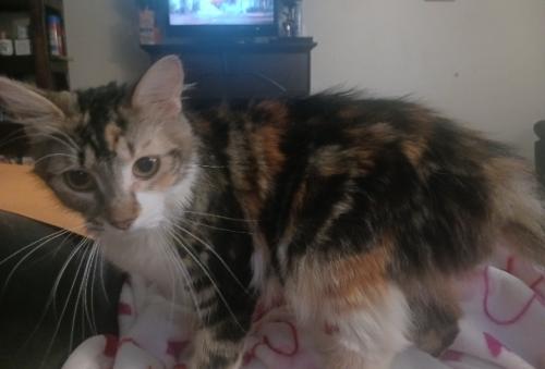 Lost Female Cat last seen Clark ave and whitney ave , Shelby, OH 44875