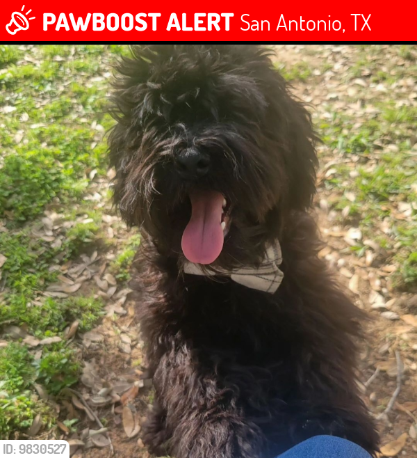 Lost Male Dog last seen Dove canyon eagle creek street 78245 area, San Antonio, TX 78245