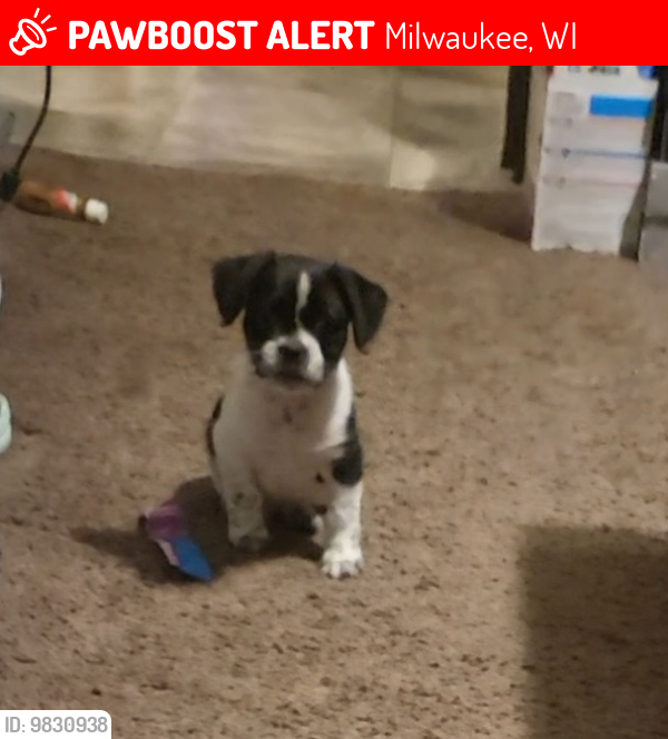 Lost Male Dog last seen 20th, Milwaukee, WI 53206