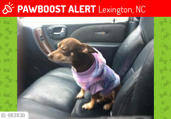 Lost Female Dog last seen Marco Blvd, Lexington, NC 27292