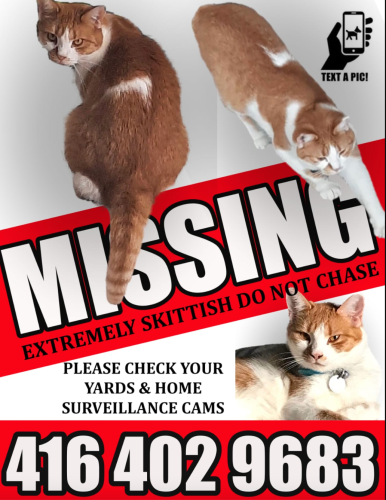 Lost Female Cat last seen Near Pondview Way, Mississauga, ON L5N 8J8