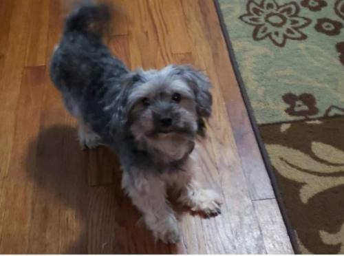 Lost Male Dog last seen 94th and Racine, Chicago, IL 60620