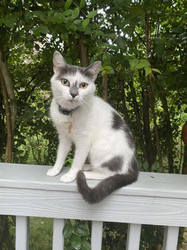 Lost Male Cat last seen Landing green drive, Charlotte, NC 28277