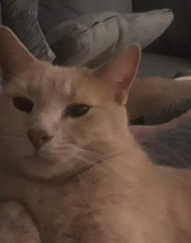 Lost Male Cat last seen Off state road, 1 mile from 480, by cemetery, Cleveland, OH 44109