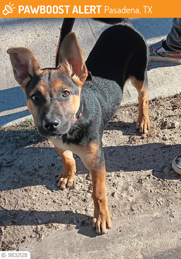 Pasadena, TX Stray Male Dog Found Near Near Shaver St. Pasadena Tx