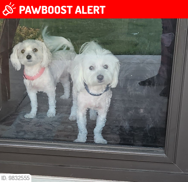 Lost Unknown Dog last seen Near declaration dr, Colorado Springs, CO 80925