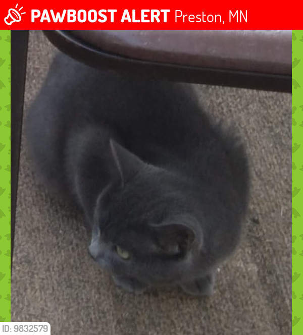 Lost Male Cat last seen Brownsville ST NE & Pleasant ST NE, Preston, MN 55965