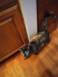 Lost Female Cat last seen Johnson rd and highway 109, Winston-Salem, NC 27107