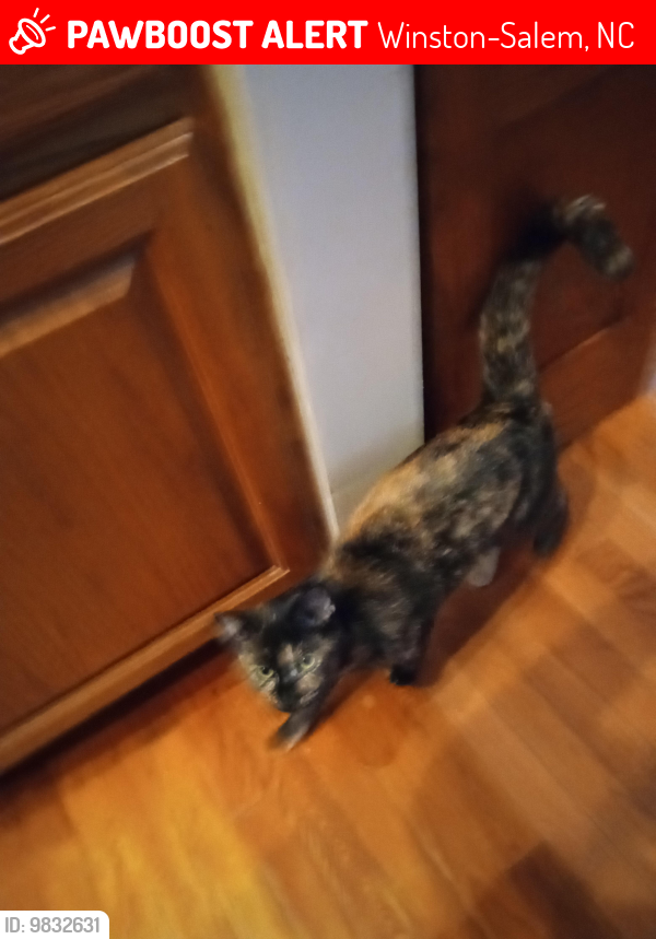 Lost Female Cat last seen Johnson rd and highway 109, Winston-Salem, NC 27107