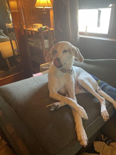 Lost Female Dog last seen Stanley Avenue by exit to 75 South, Dayton, OH 45404