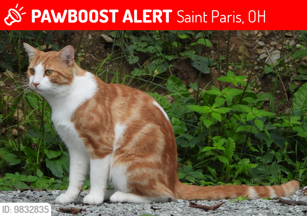 Lost Male Cat last seen Lonesome Road, Saint Paris, OH 43072