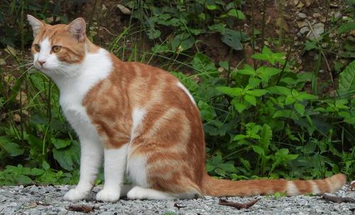 Lost Male Cat last seen Lonesome Road, Saint Paris, OH 43072