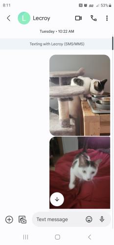 Lost Male Cat last seen St George SC, Dorchester County, SC 29471