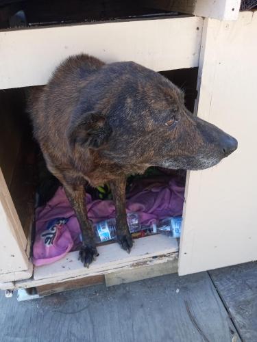 Lost Female Dog last seen 108th and mona blvd, Lynwood, CA 90262