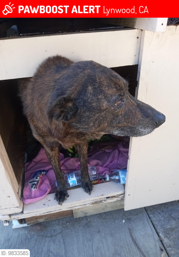 Lost Female Dog last seen 108th and mona blvd, Lynwood, CA 90262