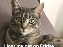 Lost Female Cat last seen Near Cobblegate Dr, Rockledge Quarry, Sandy, UT 84094
