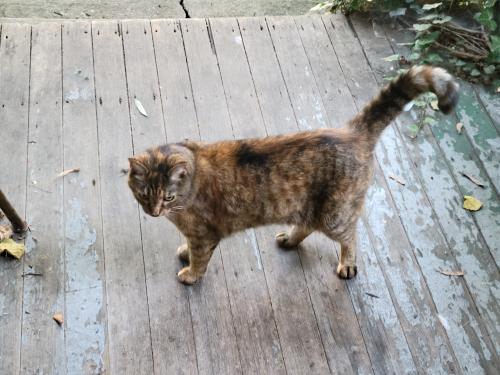 Lost Female Cat last seen Clinton/Findley, Columbus, OH 43202
