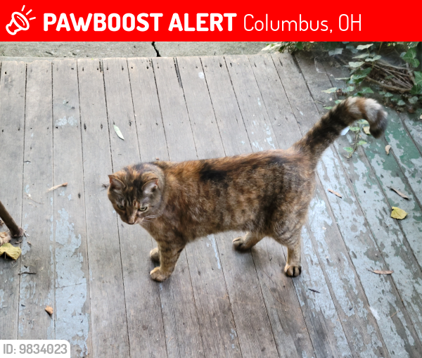 Lost Female Cat last seen Clinton/Findley, Columbus, OH 43202