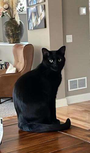 Lost Male Cat last seen Near 61st Ave N Plymouth, MN 55446, Plymouth, MN 55446