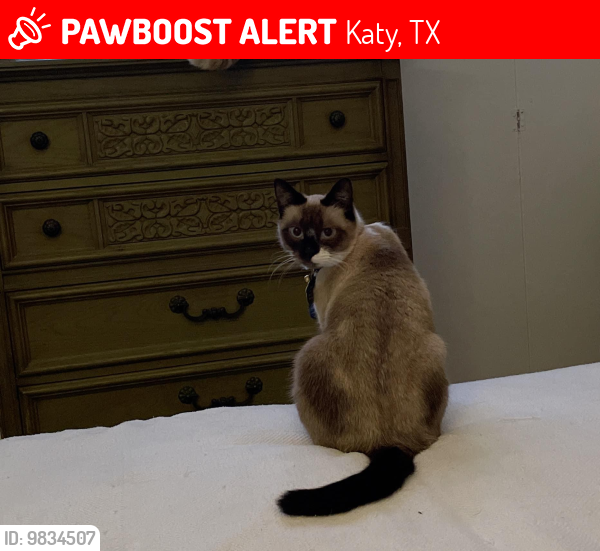 Lost Male Cat last seen Mason Road and Cimarron Pkwy, Katy, TX 77450