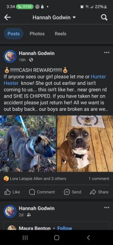 Lost Female Dog last seen Avant rd west monroe, West Monroe, LA 71291