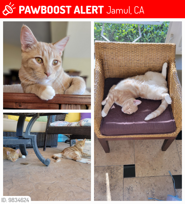 Lost Male Cat last seen Lyons Valley Rd and Skyline Truck Trail near the Jamul Elementary School, Jamul, CA 91935