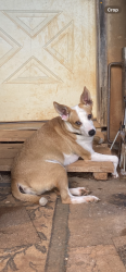 Lost Female Dog last seen Near Beards Creek Rd and Thompson Ridge Rd, Ferrum, VA 24088