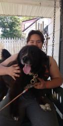 Lost Male Dog last seen Gibson mill, Kingsport, TN 37660