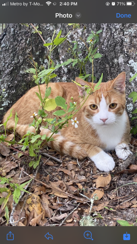 Lost Male Cat last seen Highsprings fl State road 45, High Springs, FL 32643