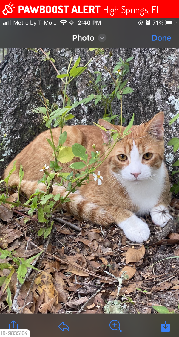 Lost Male Cat last seen Highsprings fl State road 45, High Springs, FL 32643