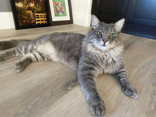 Lost Male Cat last seen Via del Prado, Calabasas, CA 91302
