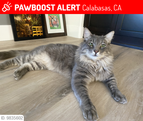 Lost Male Cat last seen Via del Prado, Calabasas, CA 91302