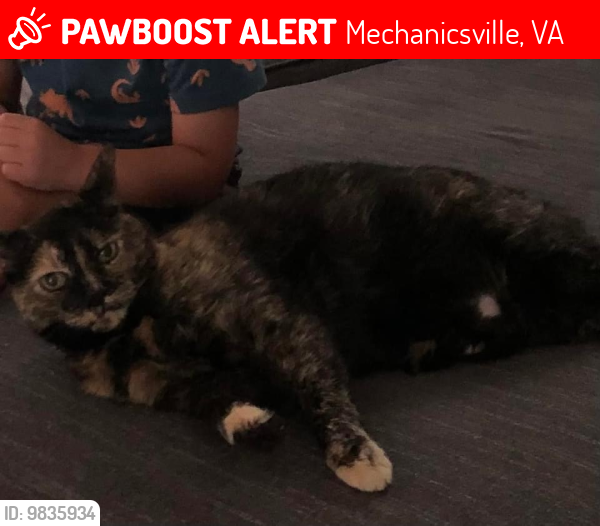 Lost Female Cat last seen Castlewood, Atlee Ridge neighborhood , Mechanicsville, VA 23116