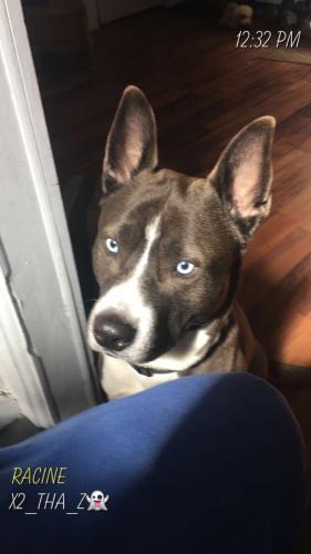 Lost Male Dog last seen Kinizie ave and Lathrop , Racine, WI 53405