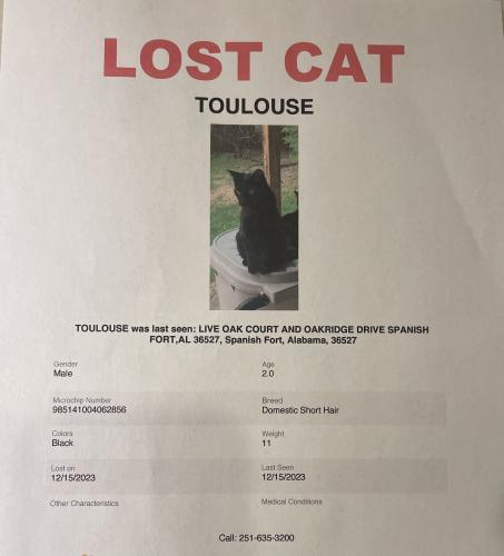 Lost Male Cat last seen Spanish Fort AL, Spanish Fort, AL 36527