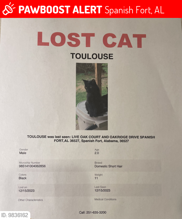 Lost Male Cat last seen Spanish Fort AL, Spanish Fort, AL 36527